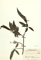 藏品(山胡椒)的圖片